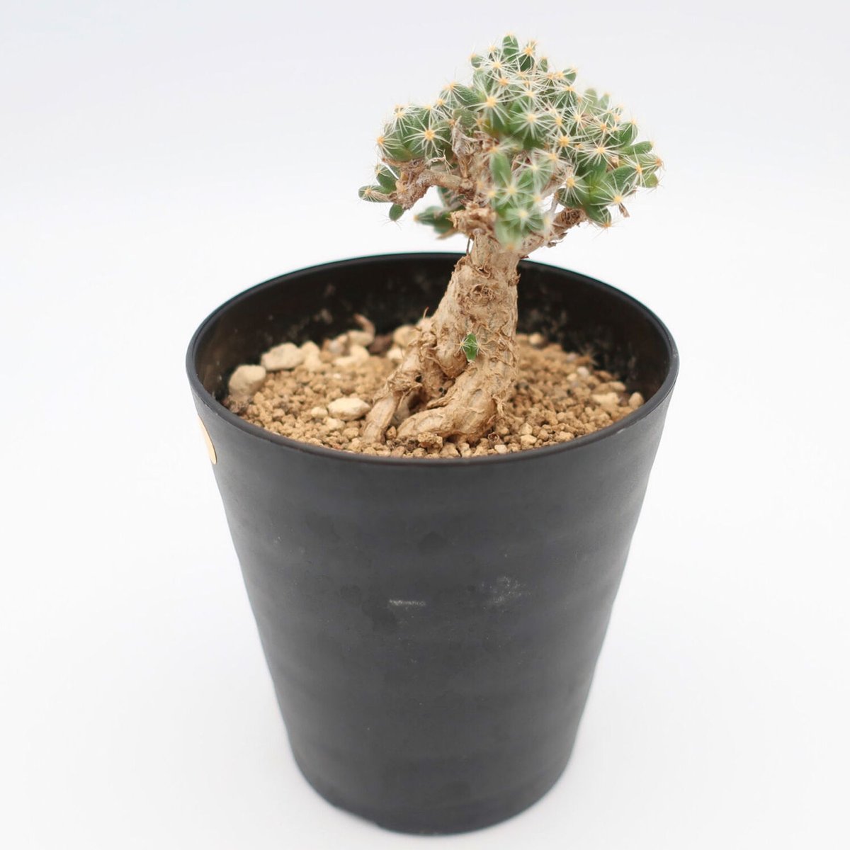 素敵なコーデックス ★ トリコディアデマ デンサム 紫晃星 ★ 園芸ネット本店｜トリコディアデマ：デンサム 紫晃星 3号鉢植え の通販