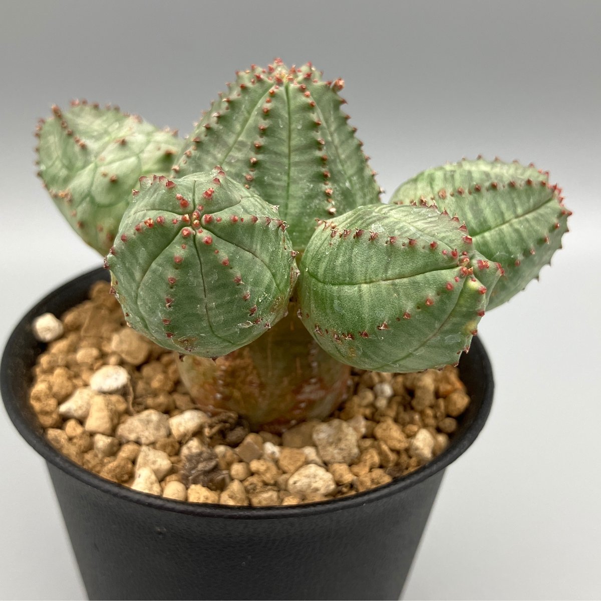 ユーフォルビア オベサブロウ 3号 | Home&Plants