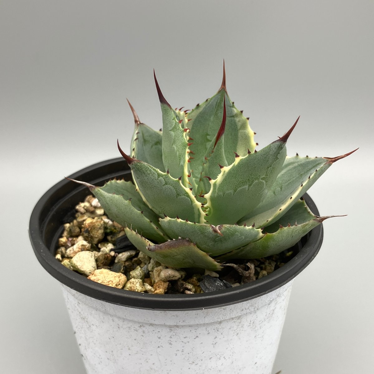 2296：アガベ 雷神錦 15【U-A 1109】 HPN② | Home&Plants