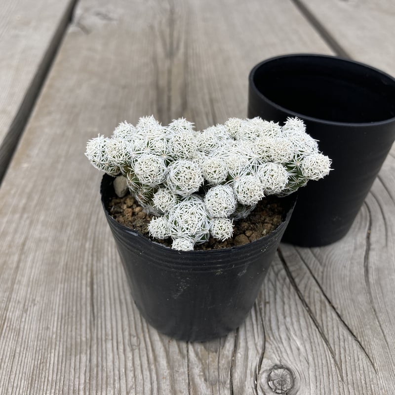 ハナサボテン 銀手毬 2.5号 | Home&Plants