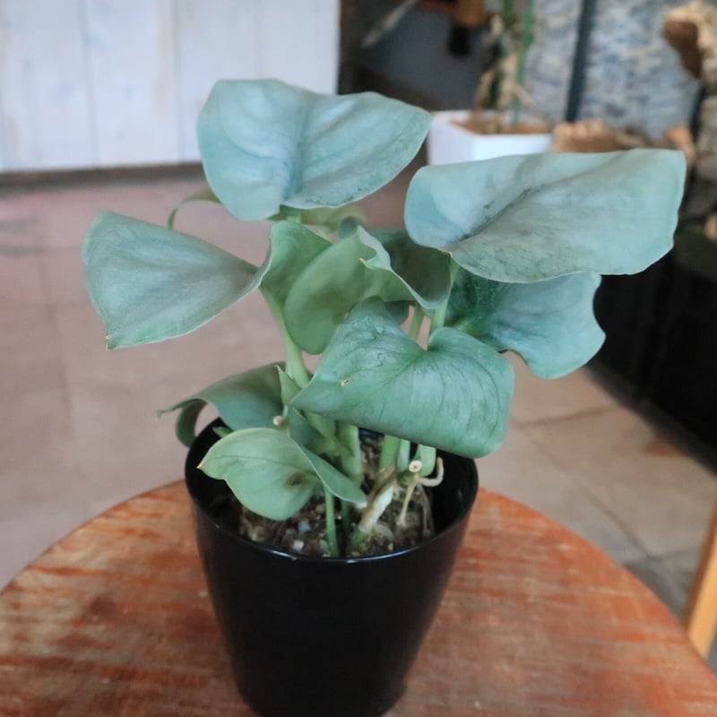スキンダプサス オルモストシルバー | Home&Plants