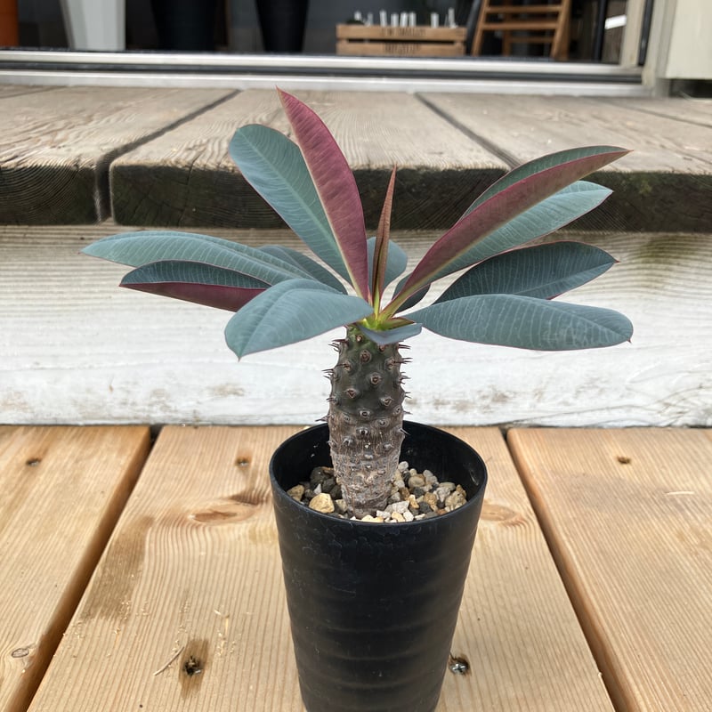 ユーフォルビア パキポディオイデス 2.5号 HPN① | Home&Plants
