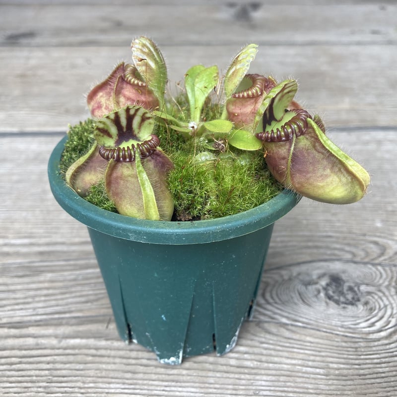 食虫植物 セファロタス フォリキュラリス | Home&Plants