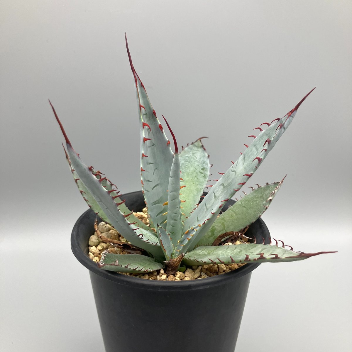 観葉植物　　アガベ　屈原の舞扇 楽天市場】多肉植物：アガベ 屈原の舞扇*L 幅16cm : 遊恵盆栽