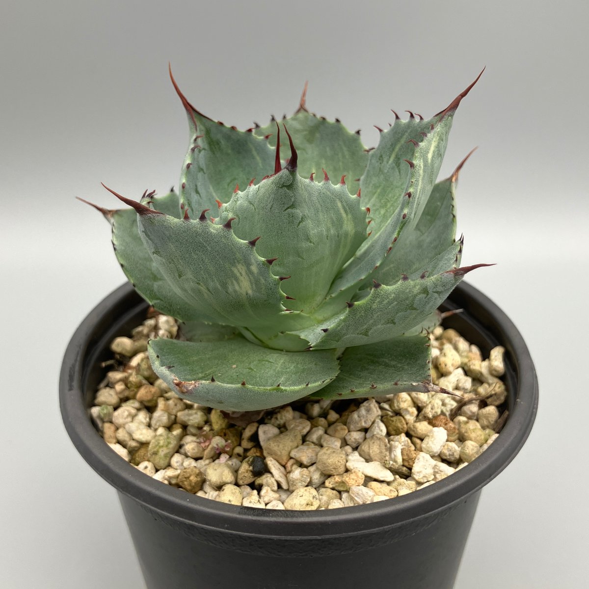 jaga be　アガベ CATEGORY agave｜アガベ | Plus_Plants STORE