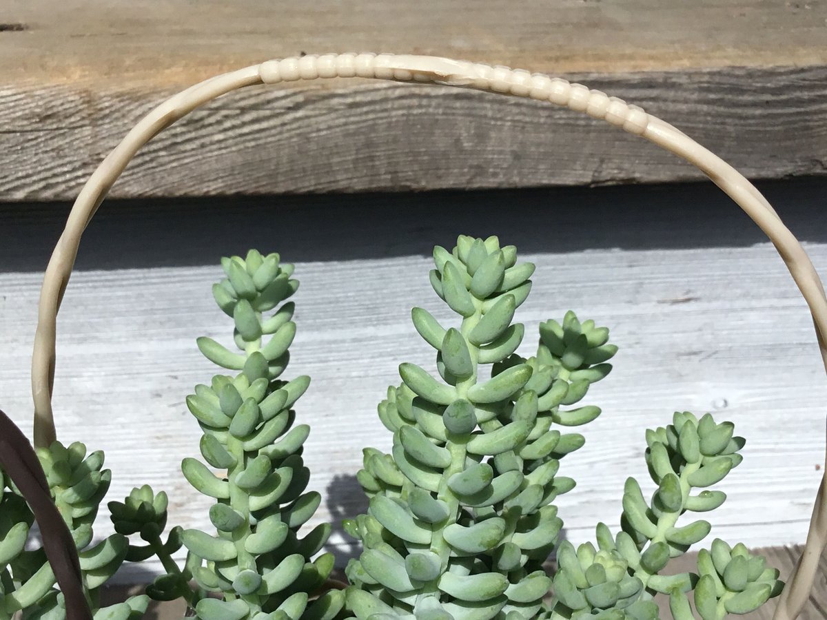 多肉 ビアホップ バスケット入り 3.5号 | Home&Plants