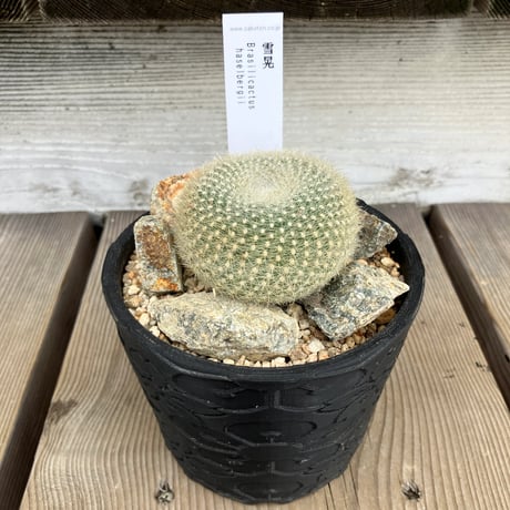 CATEGORY サボテン | Home&Plants