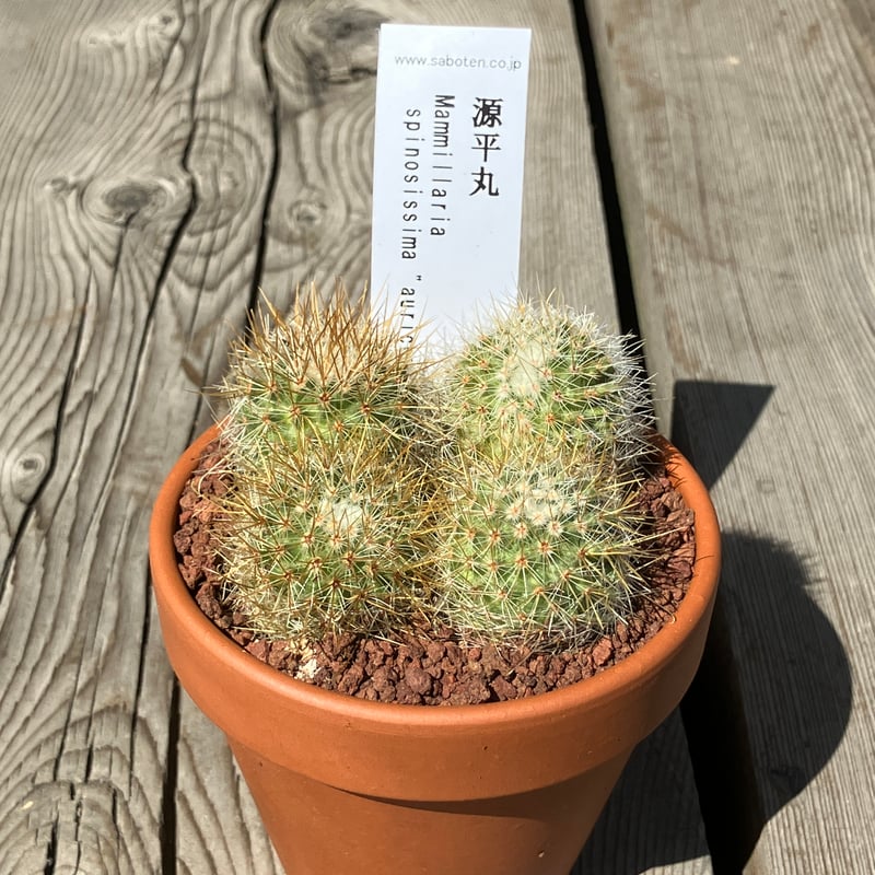 2108:サボテン群生 源平丸①(素焼鉢) 3号 | Home&Plants 2108:サボテン群生 源平丸①(素焼鉢) 3号 | Home&Plants