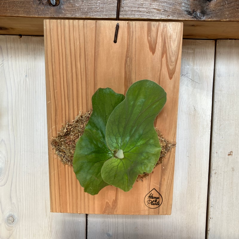 2181：①②③：杉板 | Home&Plants