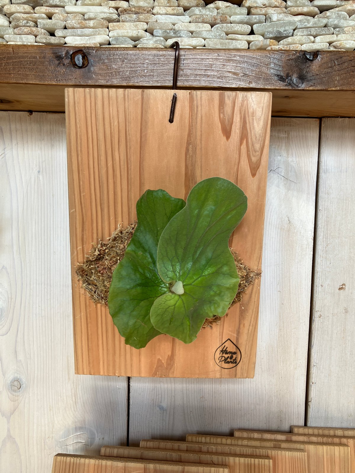 2181：①②③：杉板 | Home&Plants