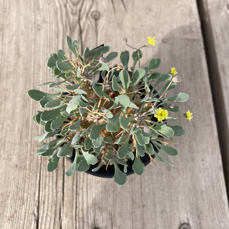 オトンナ ユーフォルビオイデス GC① オトンナ ユーフォルビオイデス（実生）① | hanayoshi-botanical