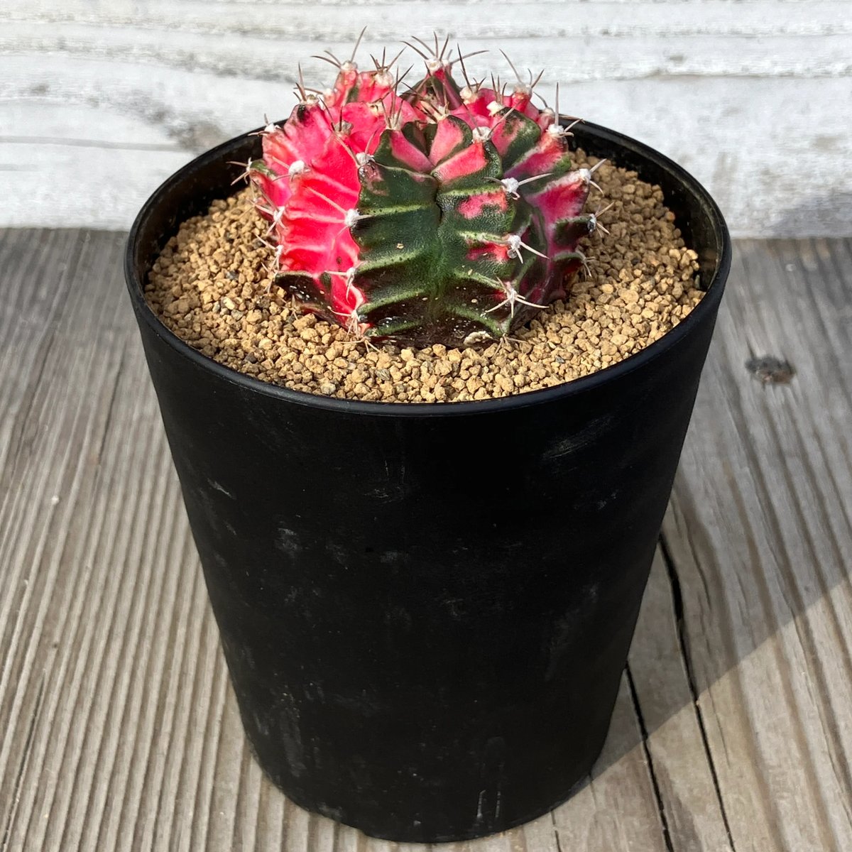 2938：ギムノカリキウム'ヒボタンニシキ' HPN② | Home&Plants