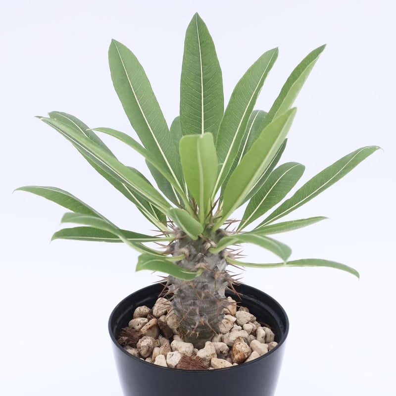パキポディウム　ラモスム　大株 パキポディウム・ラモスム | 塊根植物 - 観葉植物専門店cocoha（ココハ