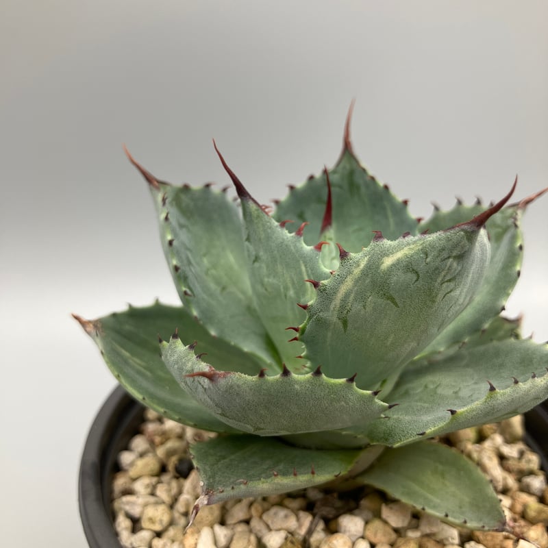 2297：アガベ 風雷神錦【U-A 1109】 HPN② | Home&Plants