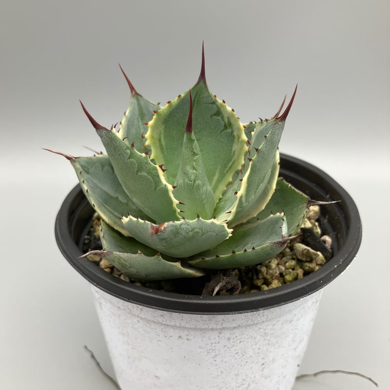 アガベ★雷神塊 楽天市場】アガベ 雷神 12号 36cmポット agave ポタトルム