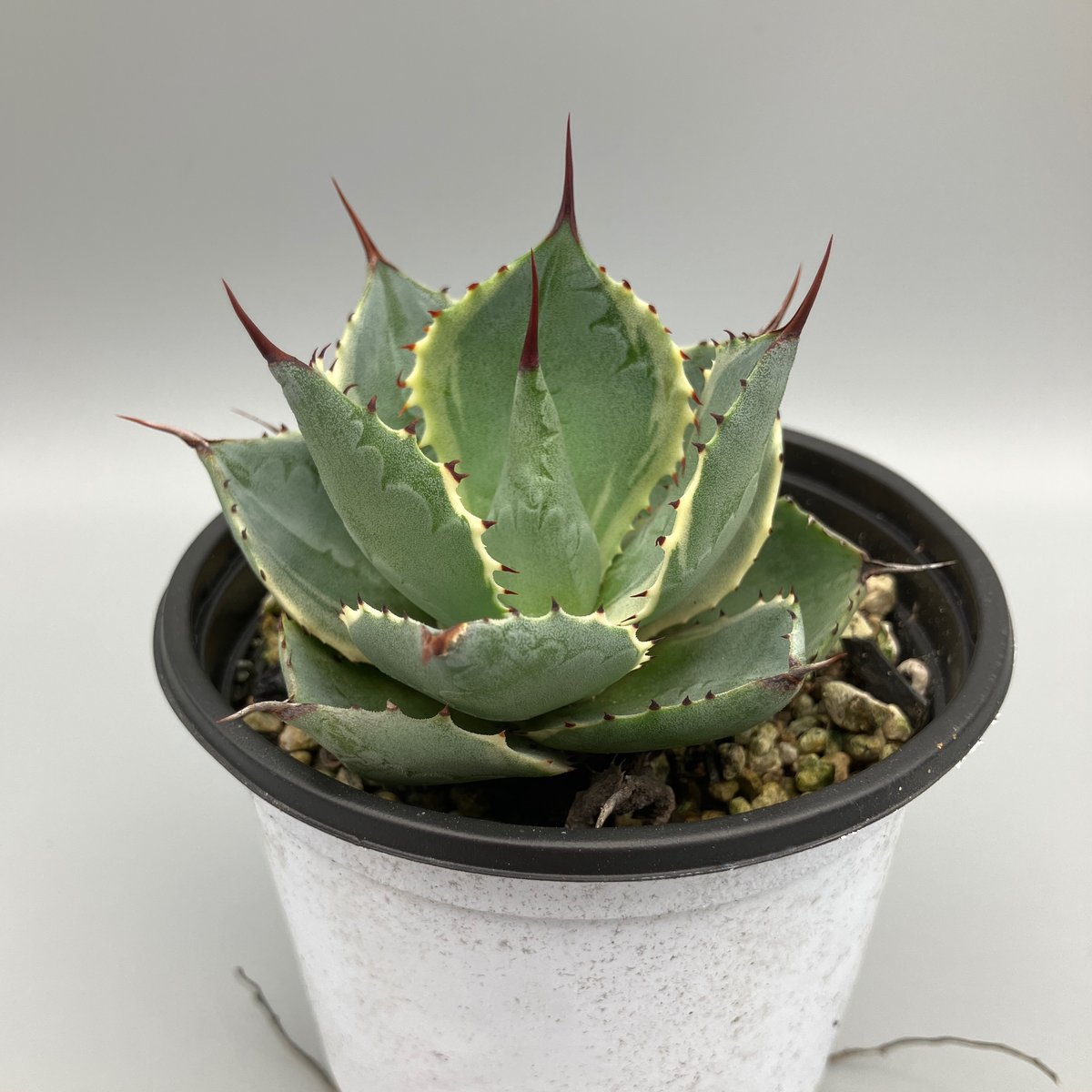 fit=scale-down,w=1200