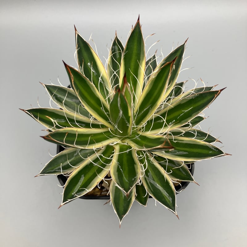 アガベ 姫乱雪錦【U-A】 | Home&Plants