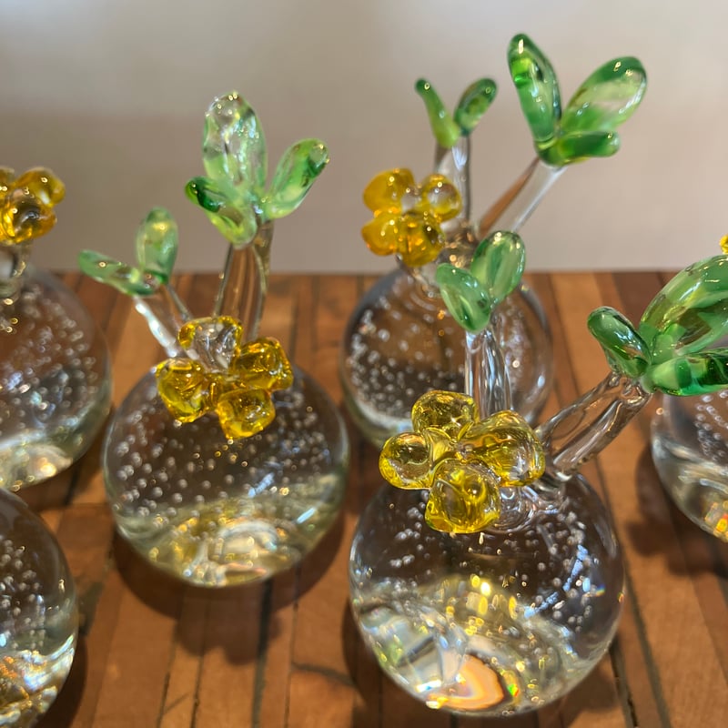 2013：硝子 花つき パキポディウム グラキリス | Home&Plants