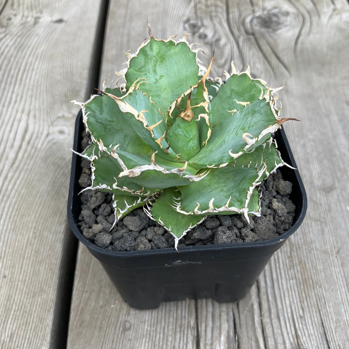 2096：アガベ チタノタ フィリグリー 180【U-A】 | Home&Plants