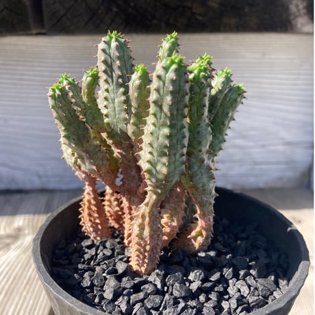 ことり ポット発送839⭐️Ashwood 【ASHWOODIENSIS】 新ロック・フェス