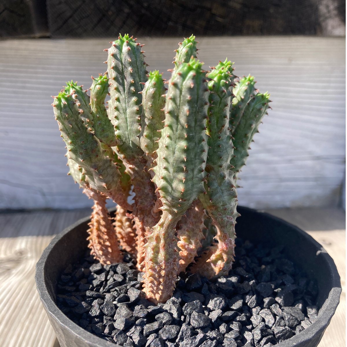 木質化 美模様 ダブルヘッド オベサ / ユーフォルビア | LIGHTHOUSE