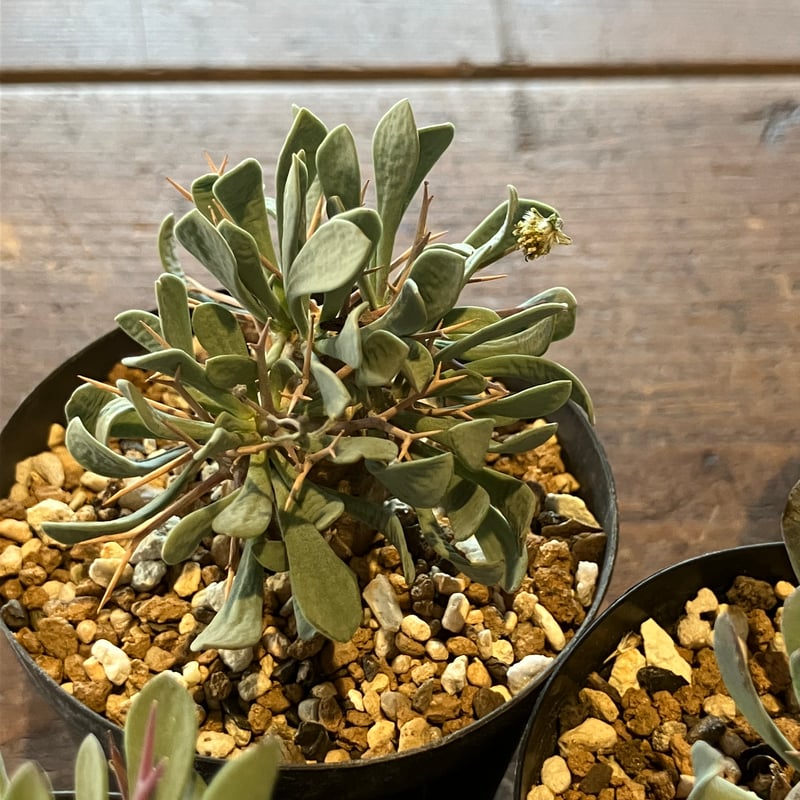 t*n様 オトンナ ユーフォルビオイデス（抜き苗）！ オトンナ ユーフォ