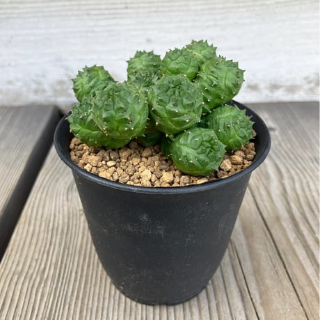 CATEGORY ユーフォルビア | Home&Plants