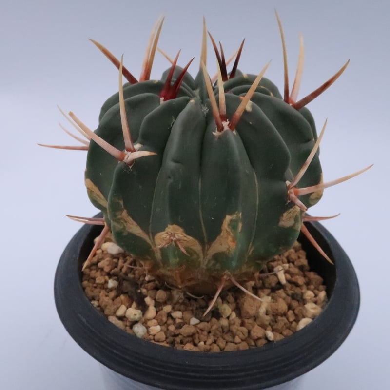 竜剣丸 サボテン サボテン：エキノフォスロカクタス 竜剣丸*幅11cm 現品！一品