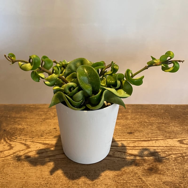 ホヤ カルノーサ コンパクタ 3.5号 | Home&Plants