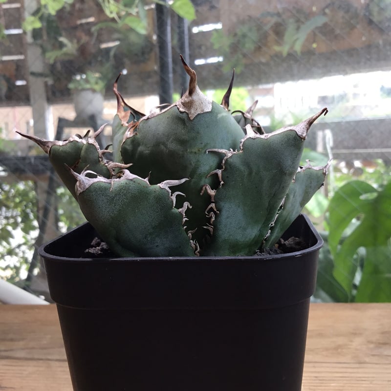 ブ*リ様 19アガベAgave 牡丹葉白鯨 極上強棘陽炎狂刺 大甲蓋球形包葉形 10アガベAgave 牡丹葉白鯨 極上強棘陽炎狂刺 大甲蓋球形包葉形