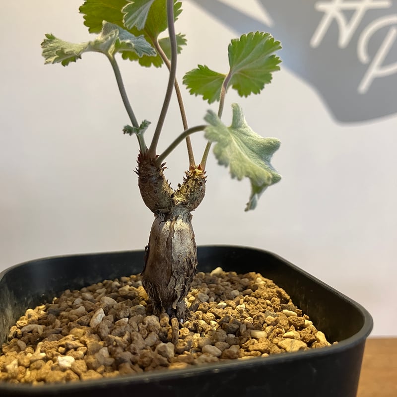 2349：ペラルゴニウム・ミラビレ 根挿し【MB】 | Home&Plants