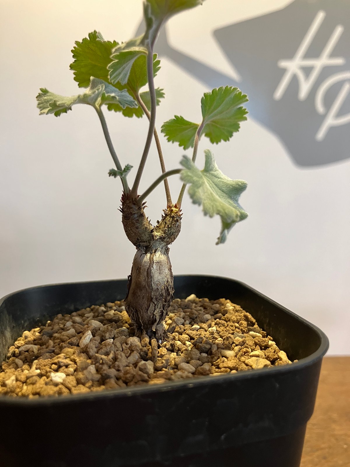 2349：ペラルゴニウム・ミラビレ 根挿し【MB】 | Home&Plants