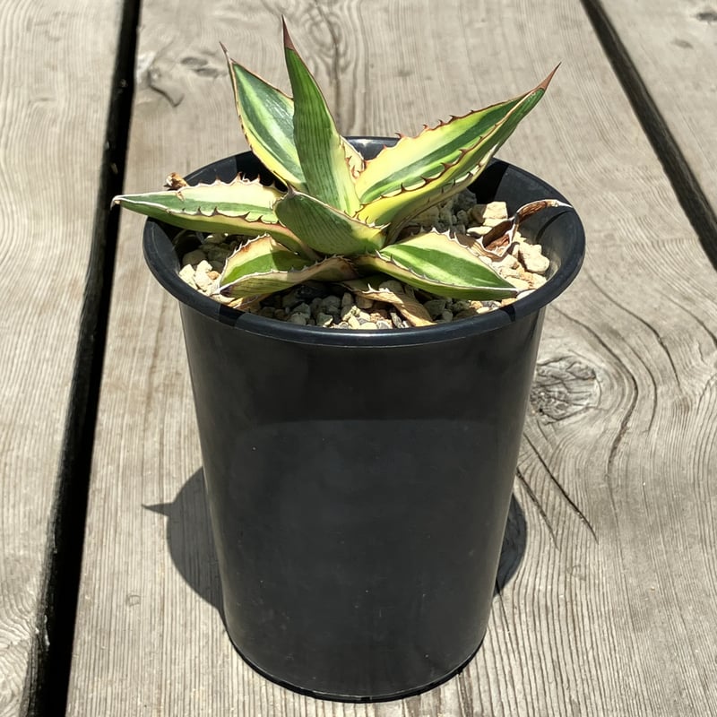 1373：アガベ 五色万代（ごしきばんだい）【U-A】 | Home&Plants