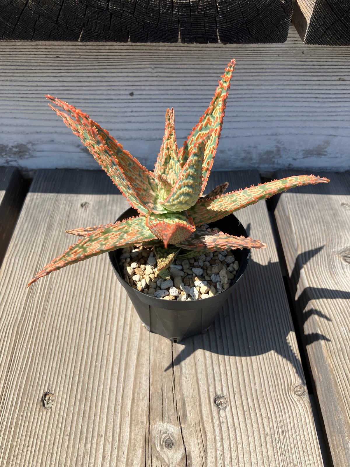 1326：アロエ ハイブリッド 【13/5】 | Home&Plants