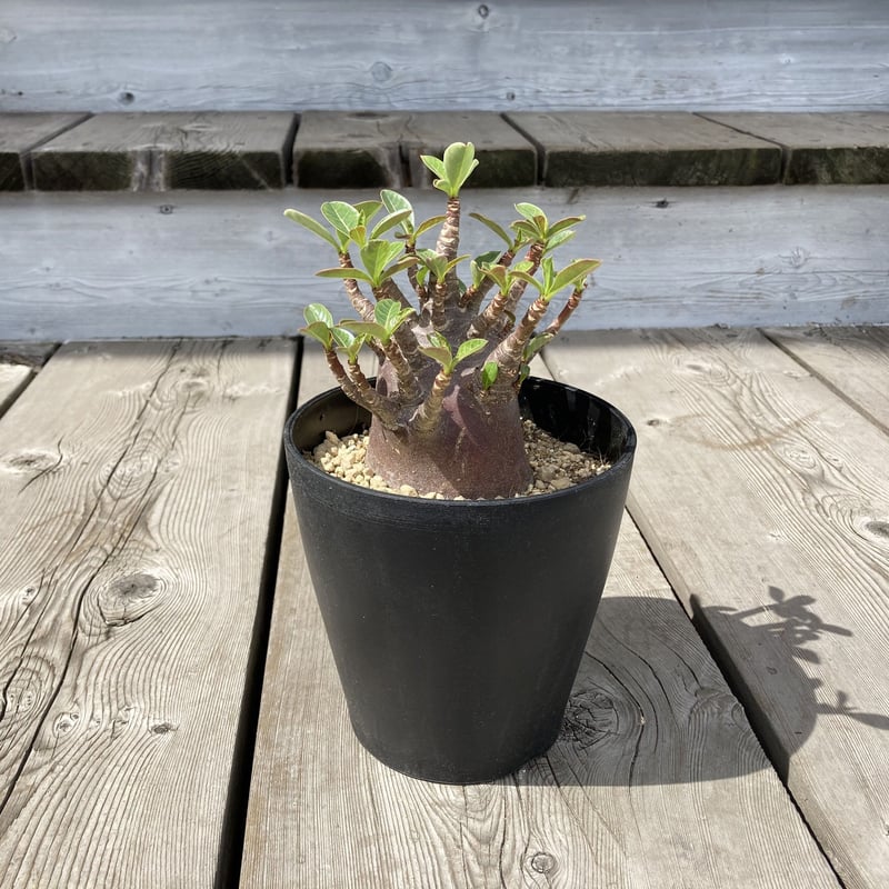 アデニウム アラビカム ブラックワイルドボワ 5号 HPN | Home&Plants