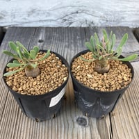 柱サボテン ブランチ 2号 HPN① | Home&Plants