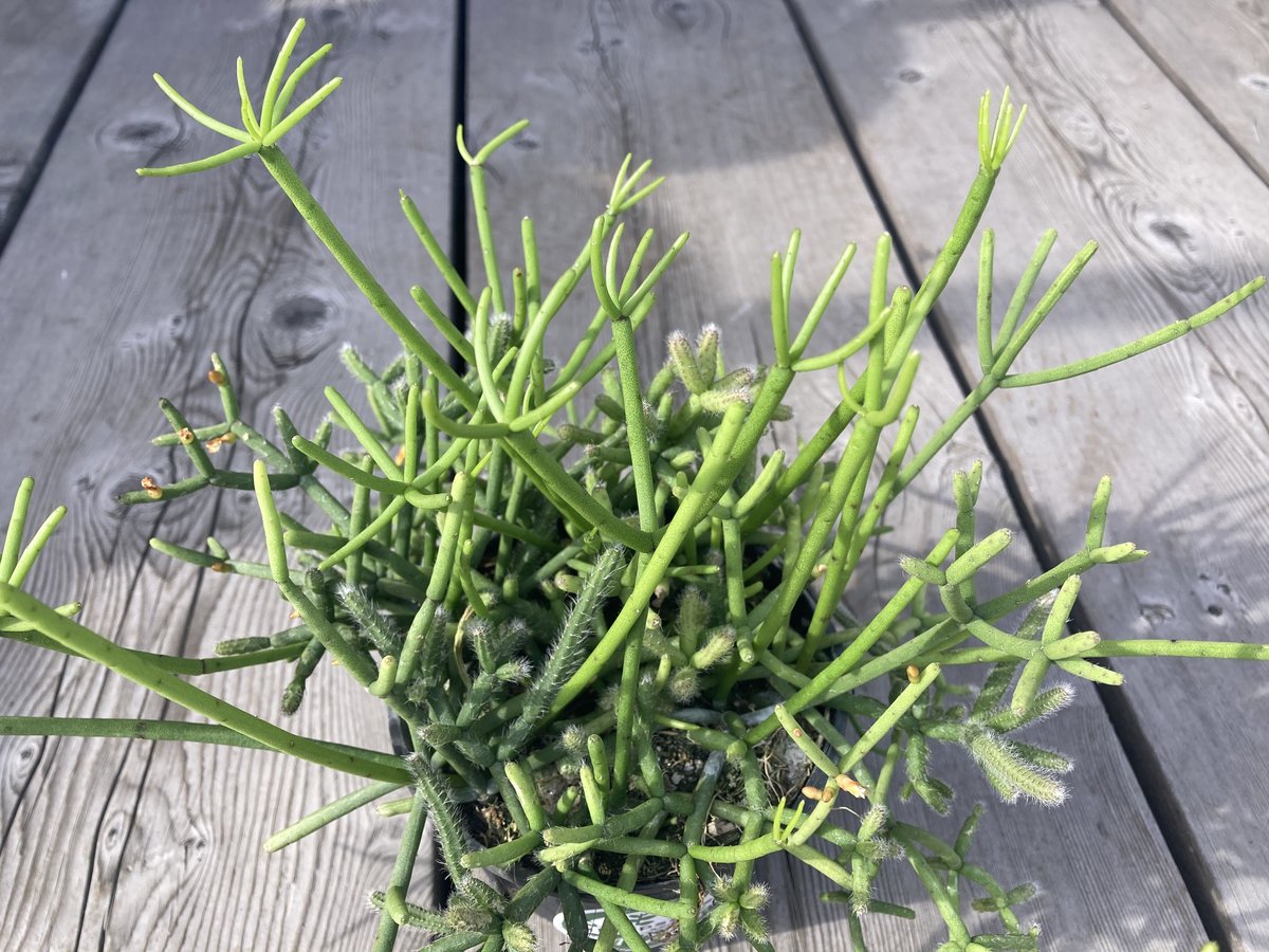 【専用】リプサリス✳︎さま 専用】リプサリス✳︎さま