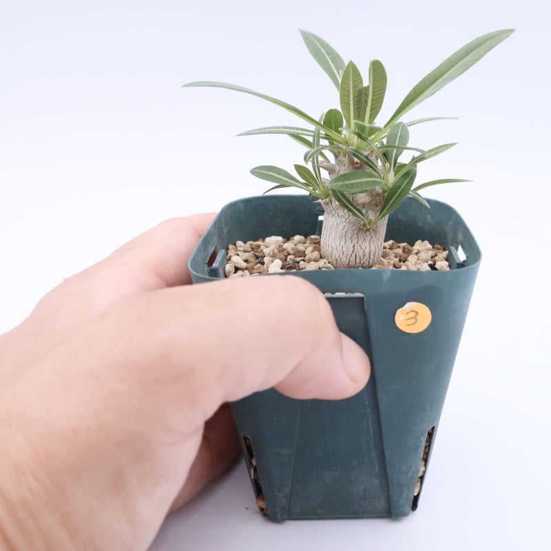 パキポディウム ホロンベンセ 2.5号 HPN③ | Home&Plants