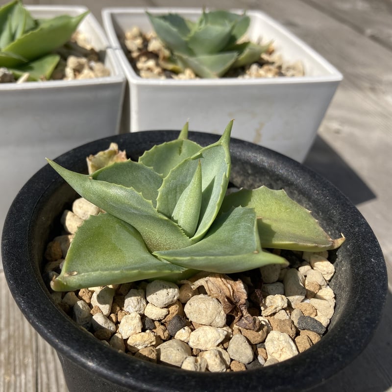 アガベ 雷神　開花前(yui) アガベ 雷神 開花前(yui) アガベ 雷神 開花前(yui) アガベ 雷神