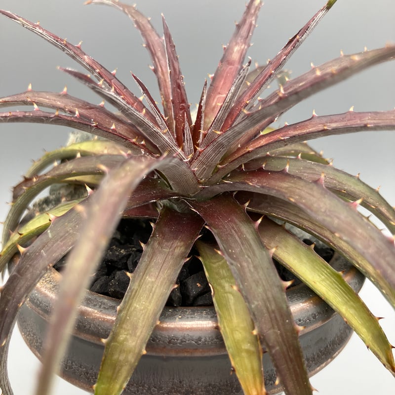2186:ディッキア Alloy POT | Home&Plants 2186:ディッキア Alloy POT | Home&Plants