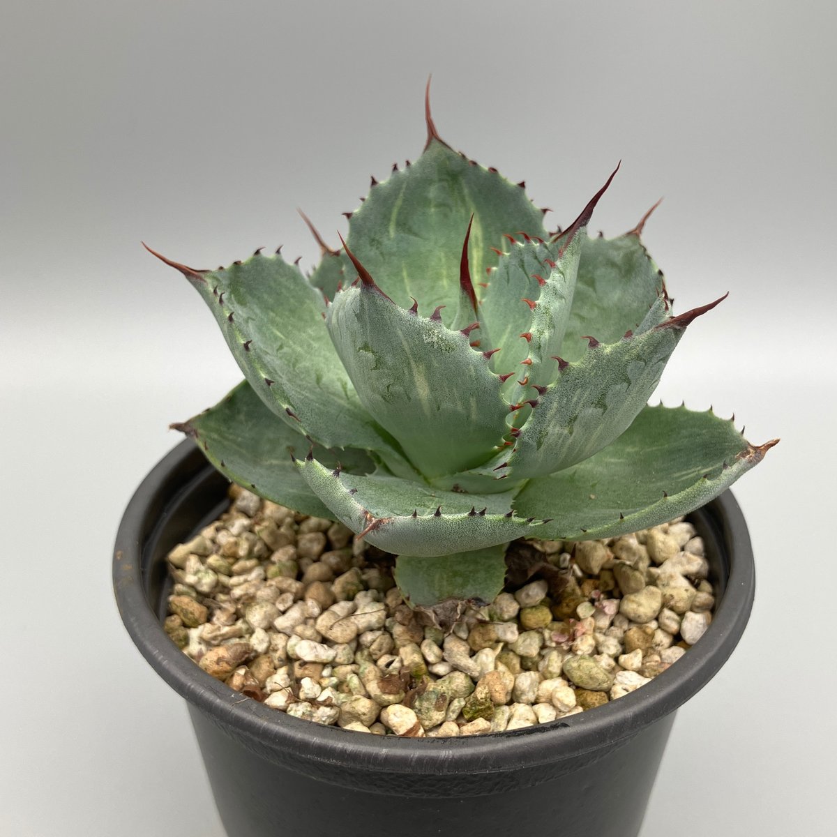 アガベ Ryu アガベ Ryu RYU PLANTS NETWORK | 姫吉祥天 お買い上げありがとうご