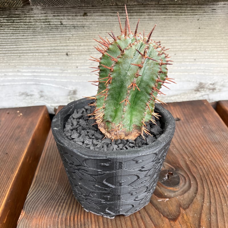 ユーフォルビア ホリダ 3D鉢 HPN① | Home&Plants