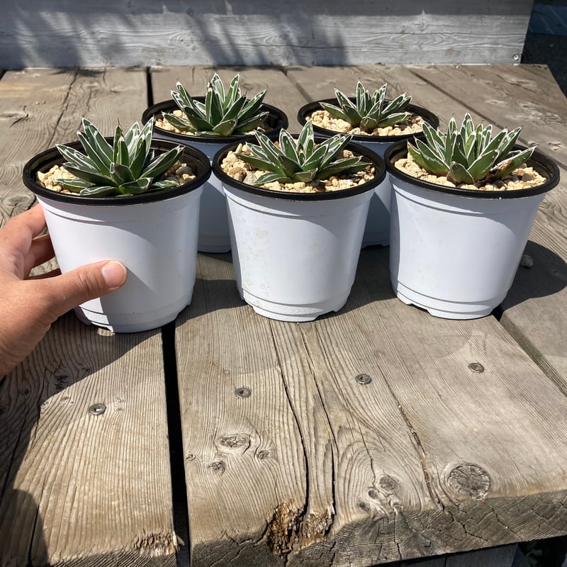 ILOVEアガベ 笹の雪 白鉢付き ILOVEアガベ 笹の雪 白鉢付き アガベ 笹の雪【U-A】 | Home&Plants