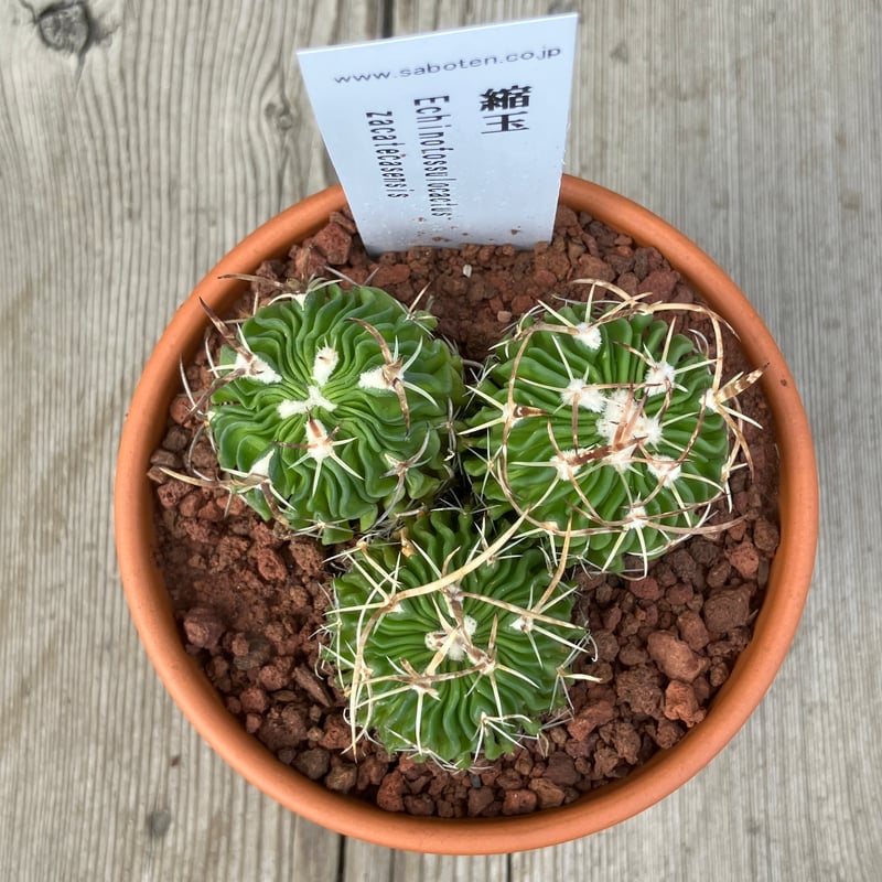 BIG!!サボテンコレクション・ロフォフォラ属・翠冠玉(群生株)inわけけのお店 BIG!!サボテンコレクション・ロフォフォラ属・翠冠玉(群生株)in
