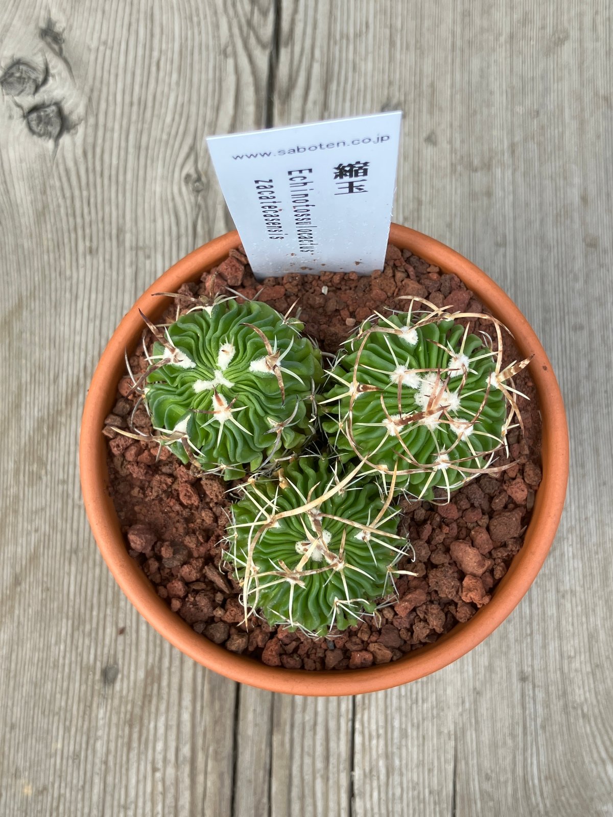 中型サボテン 多肉植物群生 サボテン群生 縮玉(素焼鉢) 3号 | Home&Plants