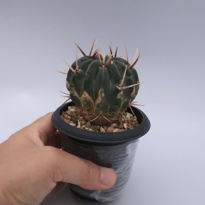 竜剣丸 サボテン サボテン：エキノフォスロカクタス 竜剣丸*幅11cm 現品！一品