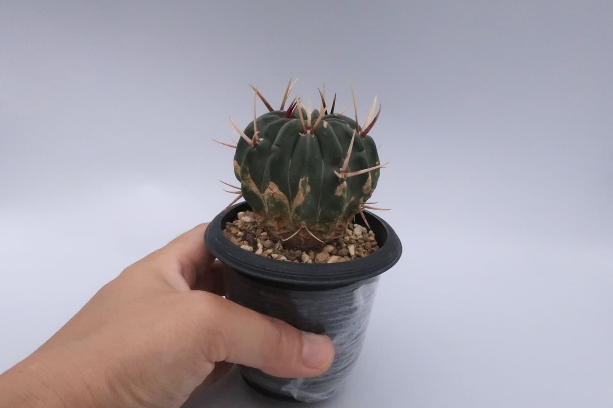 竜剣丸 サボテン サボテン エキノフォスロカクタス 竜剣丸【210】 | PROTOLEAF