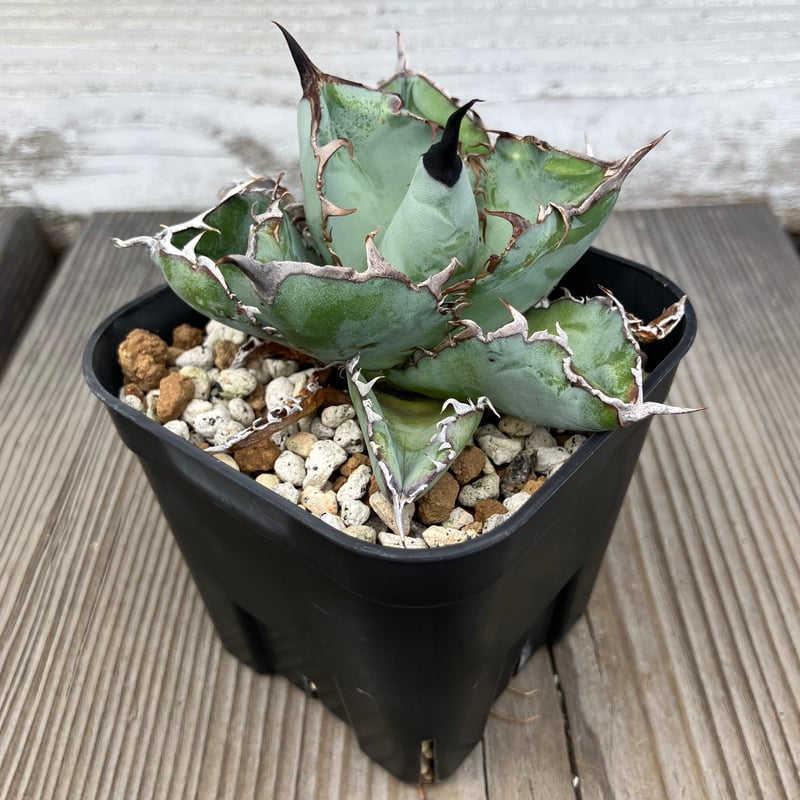 2681：Agave oteroi US BB | Home&Plants