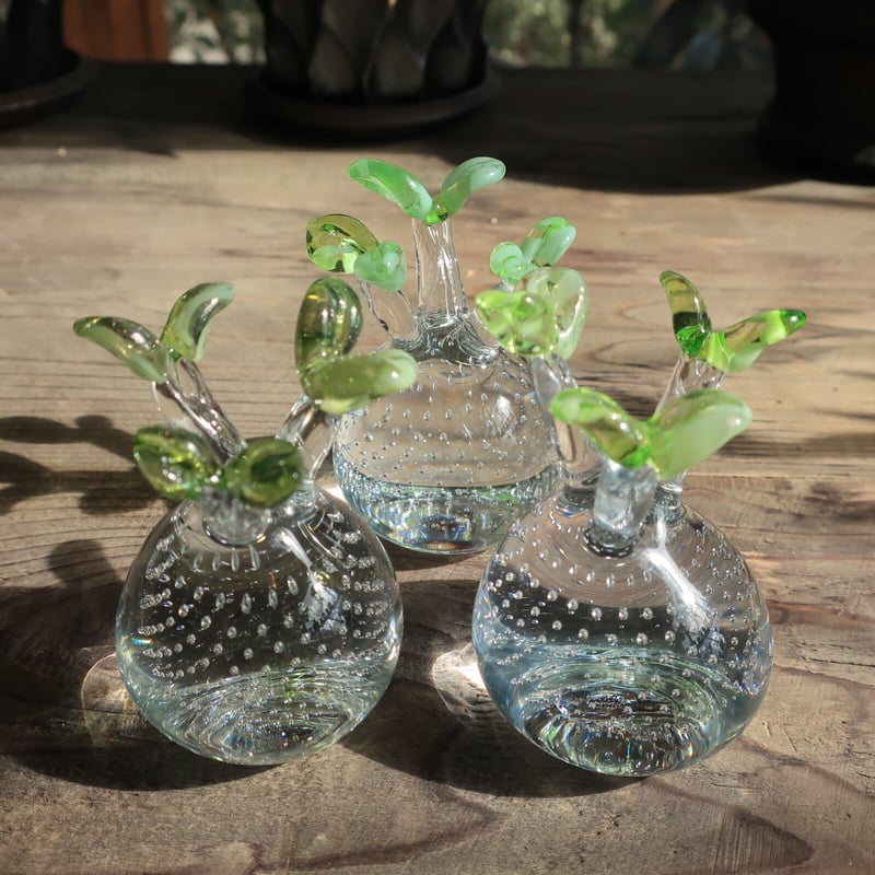 592：硝子 パキポディウム グラキリス ＝再入荷＝ | Home&Plants