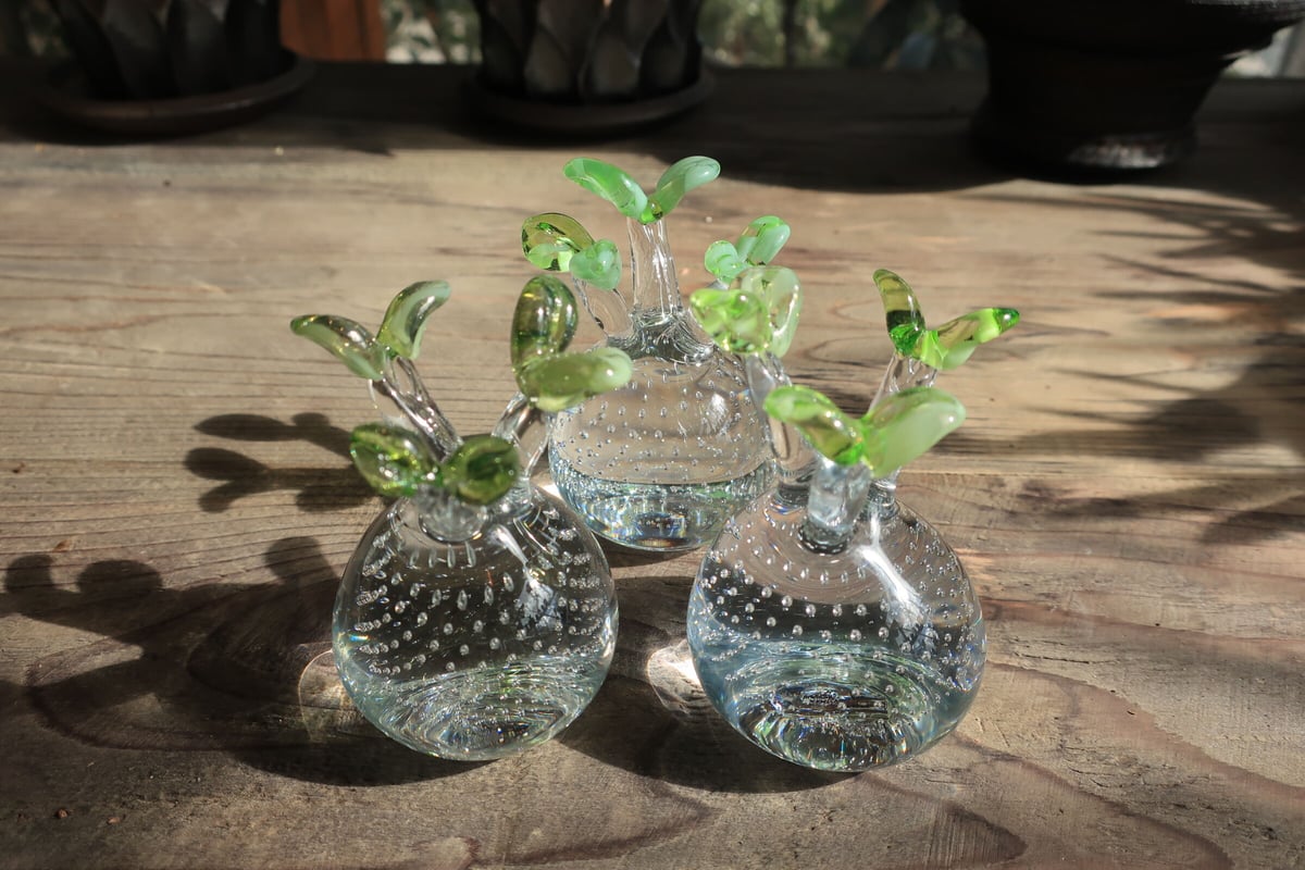 592：硝子 パキポディウム グラキリス ＝再入荷＝ | Home&Plants